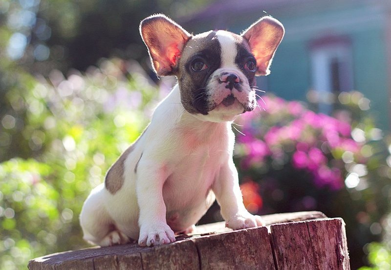 Я на солнышке сижу  :)photo preview