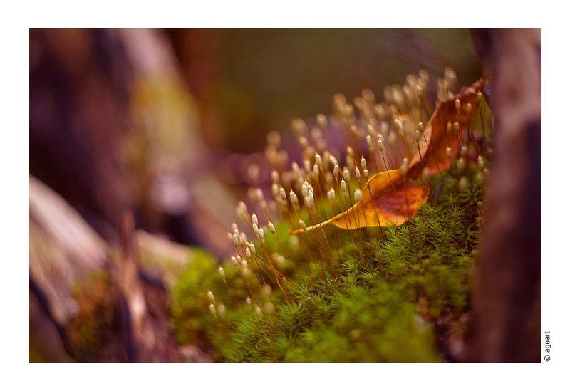 природа, макро Сказочный микро-мирphoto preview