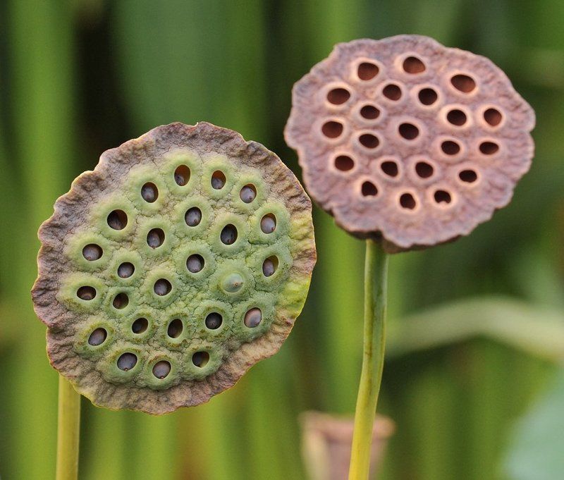 цветы, растения, природа Растениеphoto preview