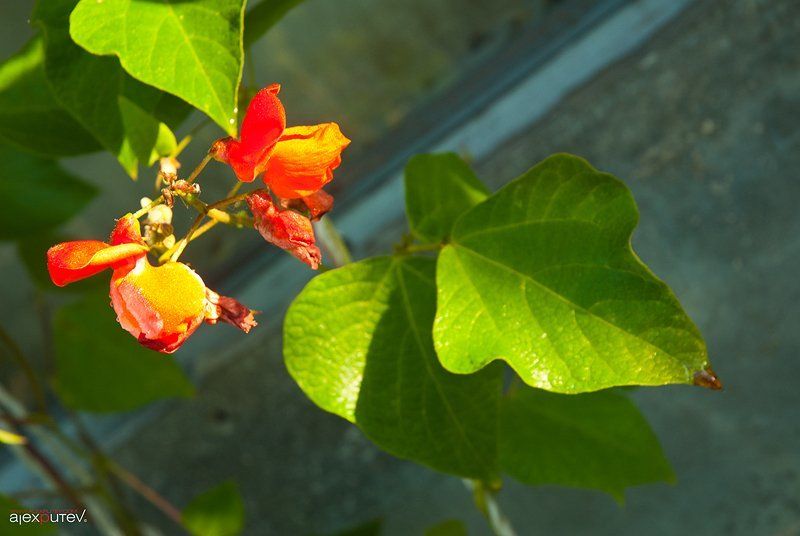 природа,дача,этюды дачные этюдыphoto preview