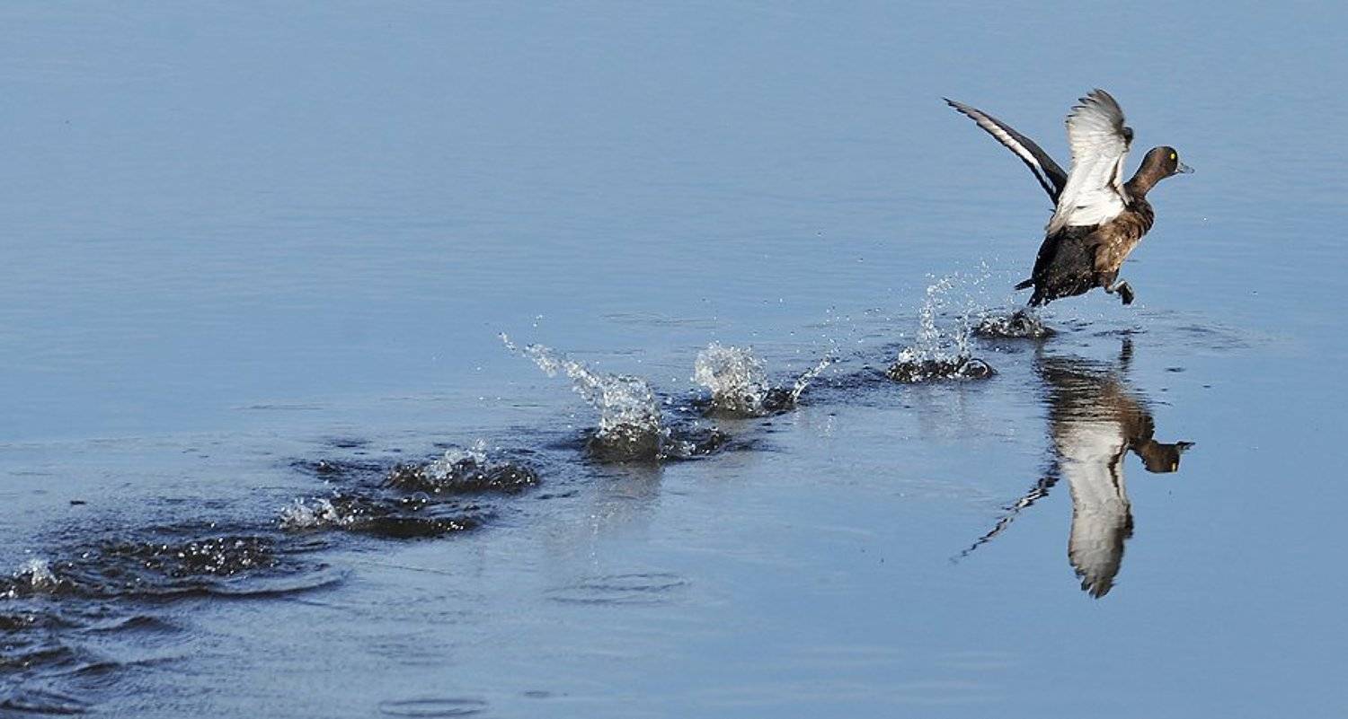 животные, птицы севера, утка, Danil Husainov