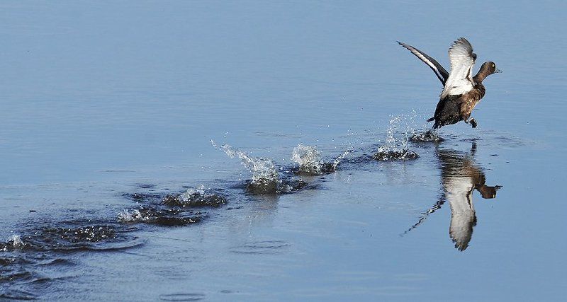 животные, птицы севера, утка тяжёлый взлётphoto preview