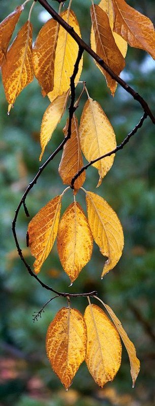 Осеннее насТРОЕниеphoto preview