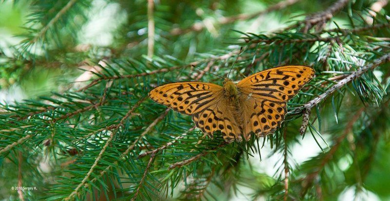 лес, бабочка, ель, солнечный, день ***photo preview