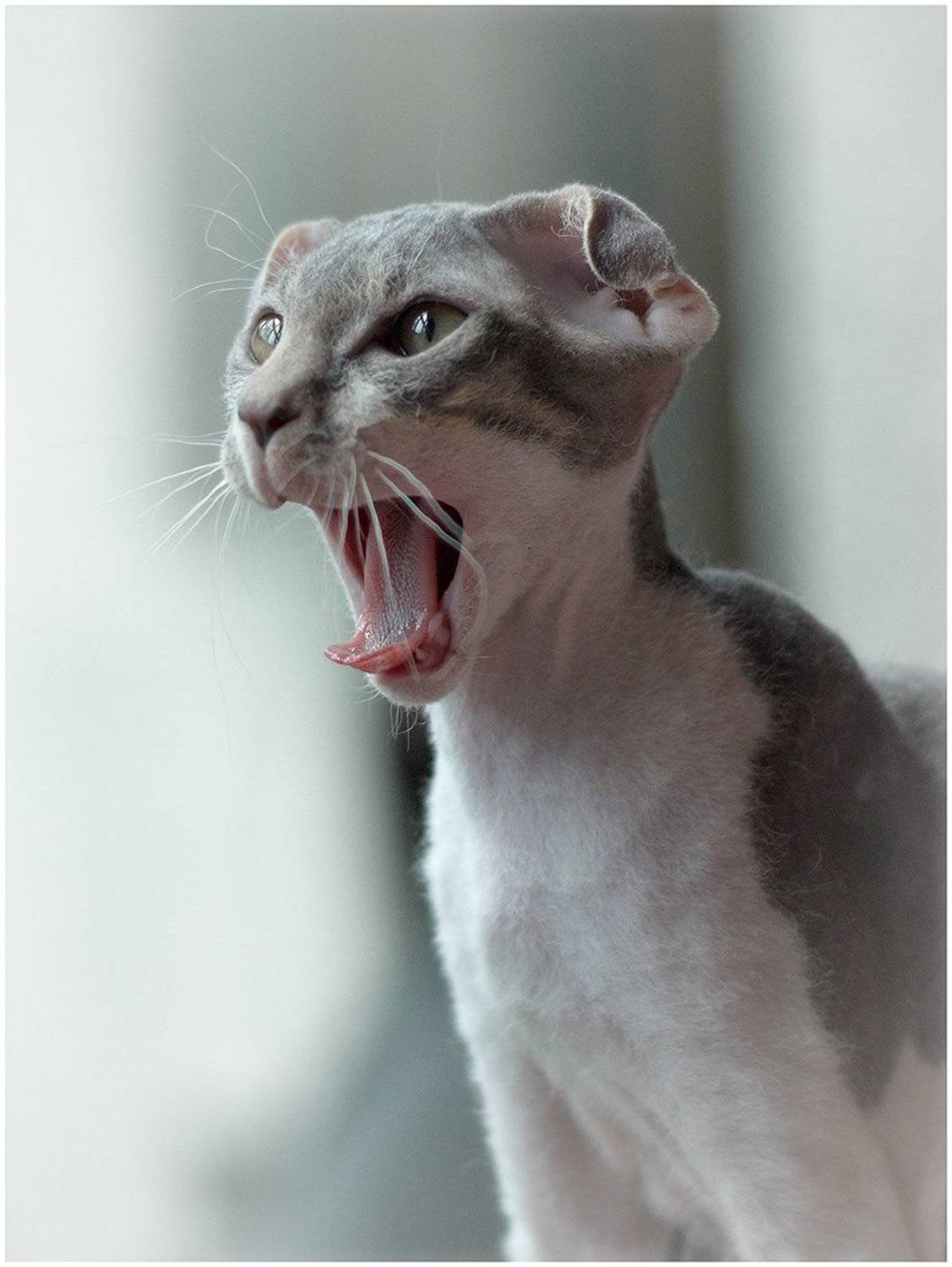 кот, коты, кошки, животные, котята, Олег