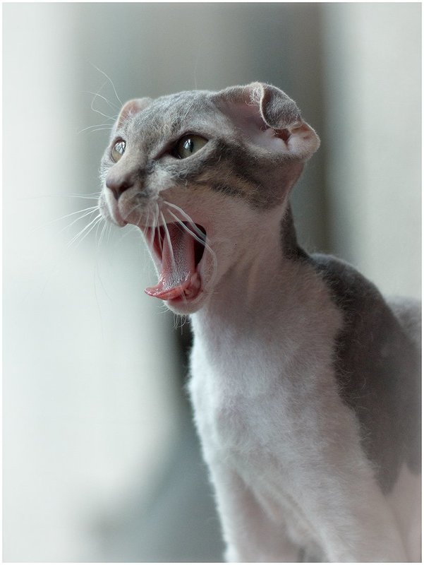 кот, коты, кошки, животные, котята He-e-elp!photo preview