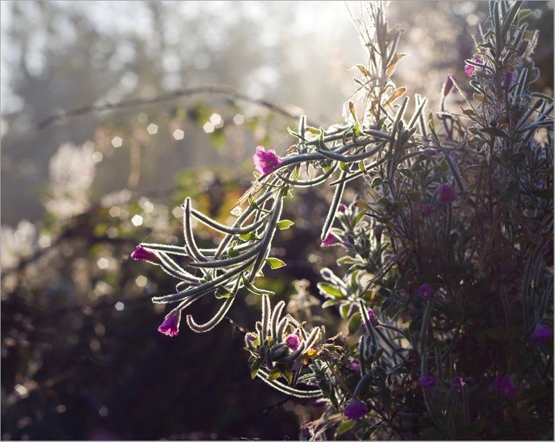 прохладным ранним утром...photo preview