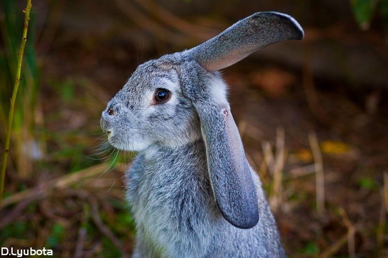 Боецphoto preview