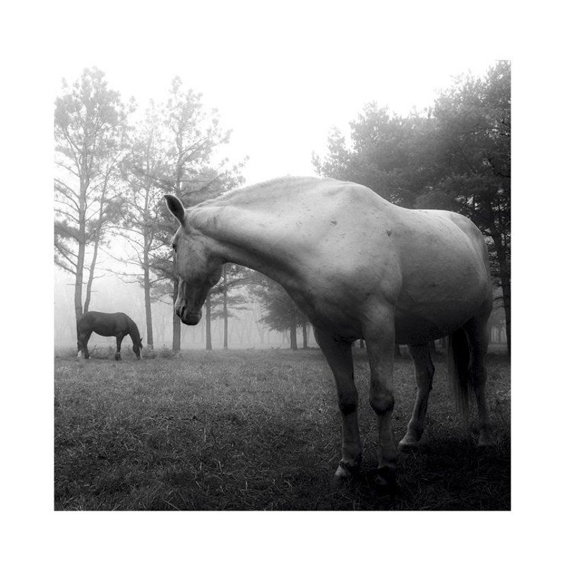 Как бы мне Рябине к Дубу перебраться...photo preview