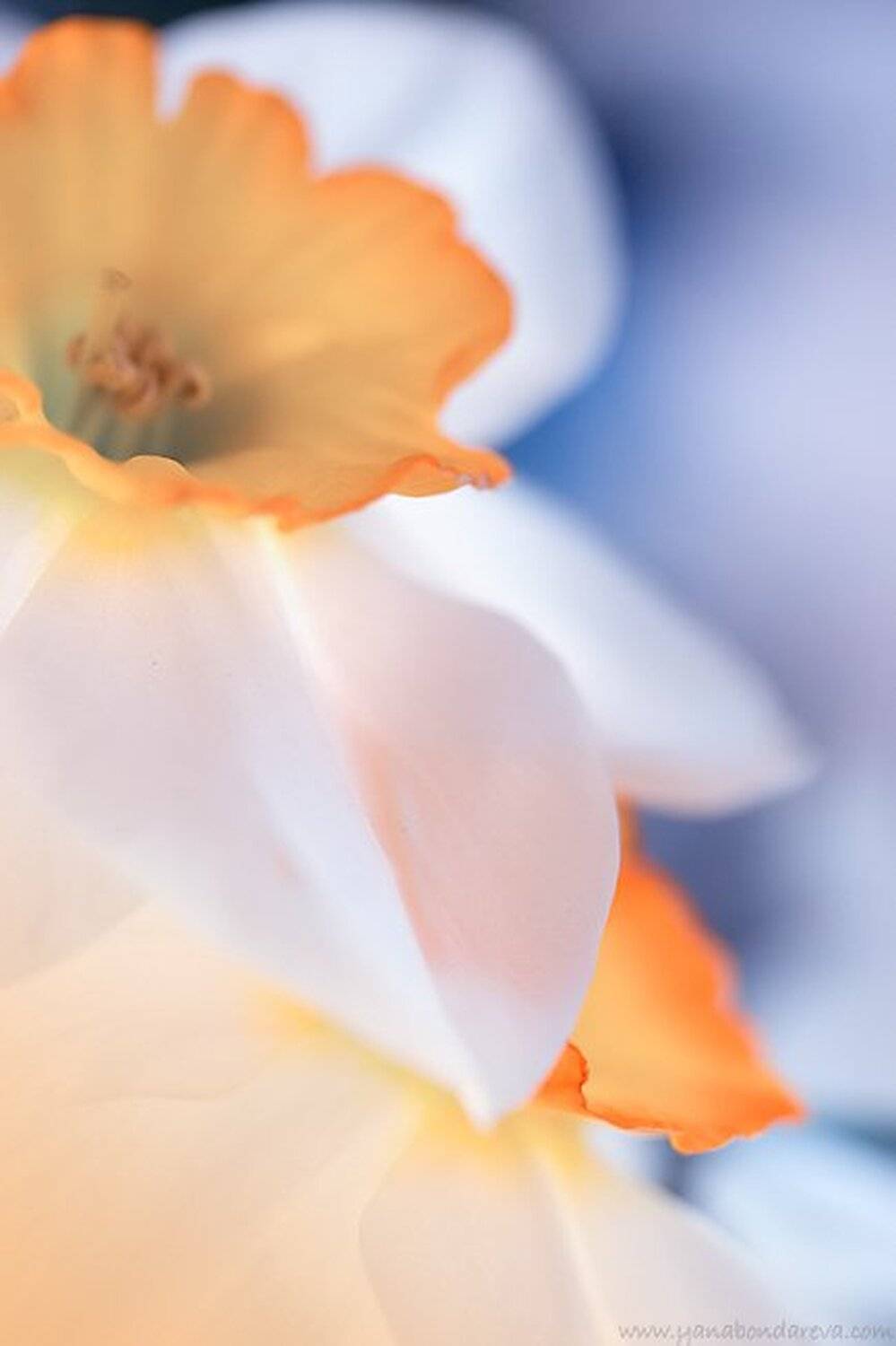 ***. Автор: Yana Bondareva , Yana Bondareva