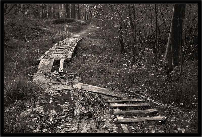 лес, ч/б Про дремучий лесphoto preview