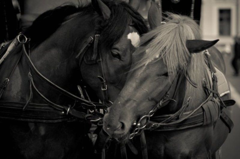 кониphoto preview