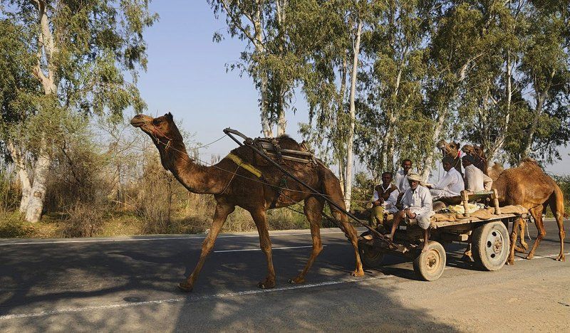 верблюды, дорога, индия, пенджаб Карабли не плавают, они ходят. Пенджаб. Индия.photo preview