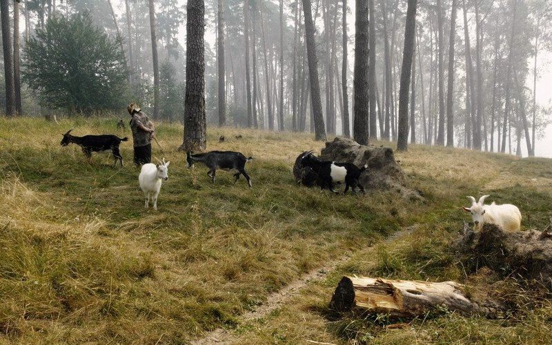 Козьими тропами (2010)photo preview