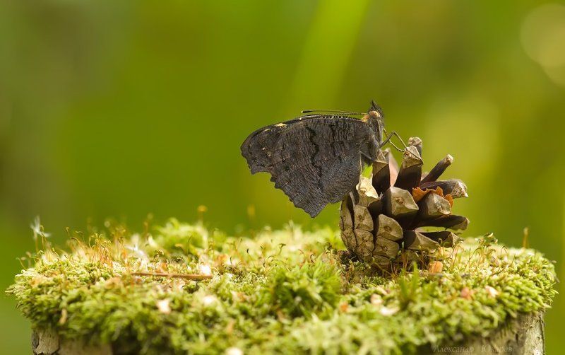 Принцесса циркаphoto preview