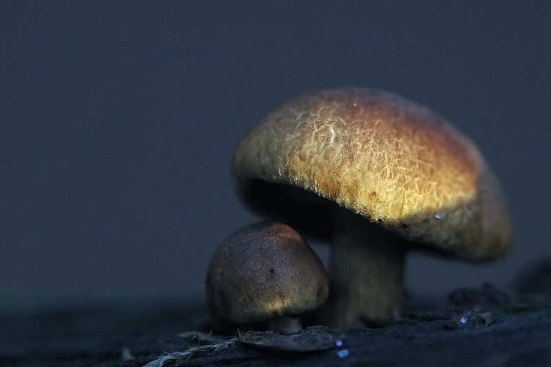 грибы свидание фото превью