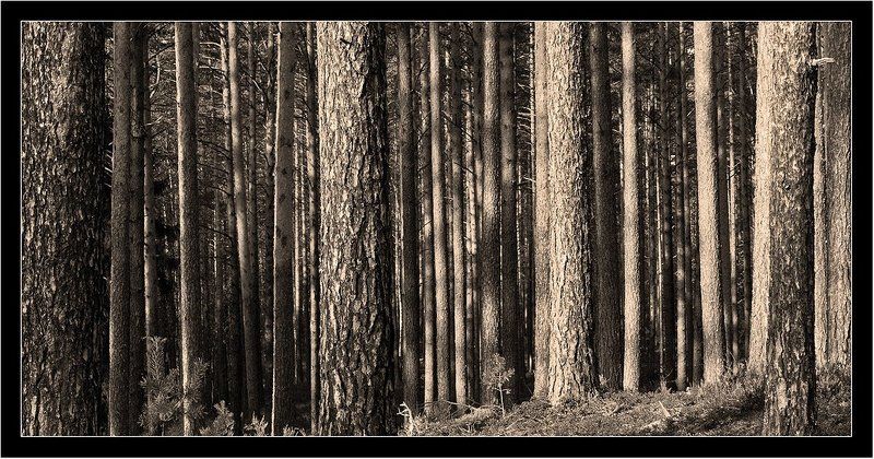 Сосновый штрих-кодphoto preview