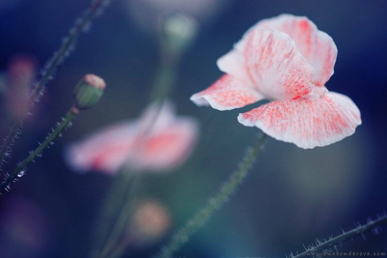 ***. Автор: Yana Bondareva , Yana Bondareva