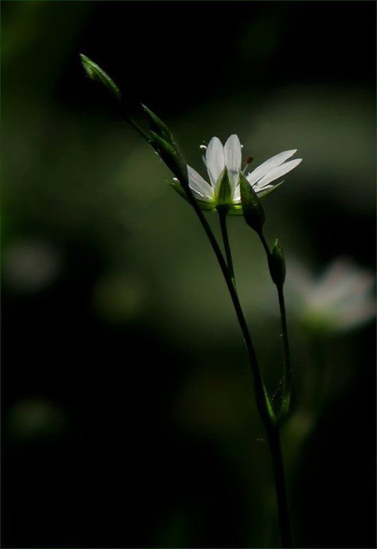 цветы, флора, растение, природа Травки полевые...photo preview