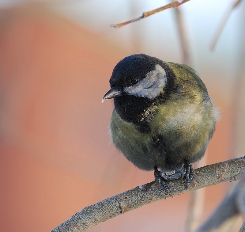 природа,птица,синица Портрет синицы...photo preview