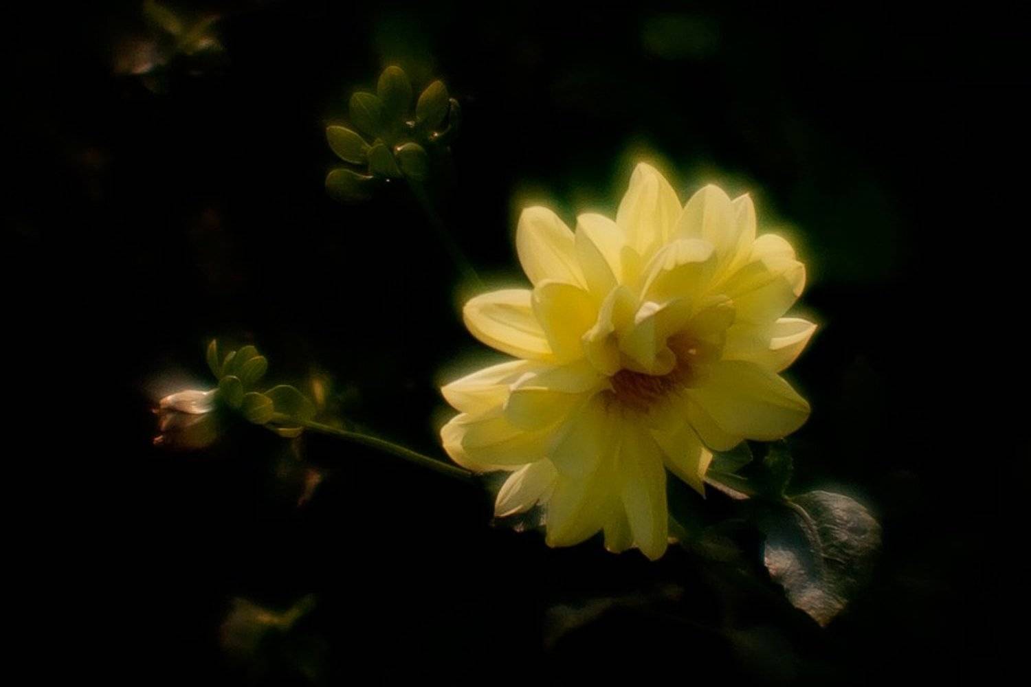 Вот такими золотыми георгинами... Поздравляю я себя с именинами -)). Автор: nadyk вера, надежда, любовь, софья, именинницы, nadyk