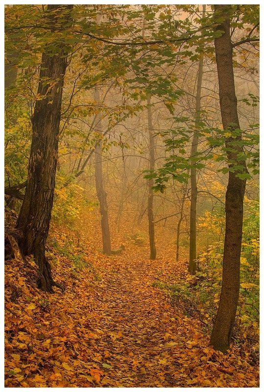 прага, осень, лес, деревья, листья, утро Краски осениphoto preview