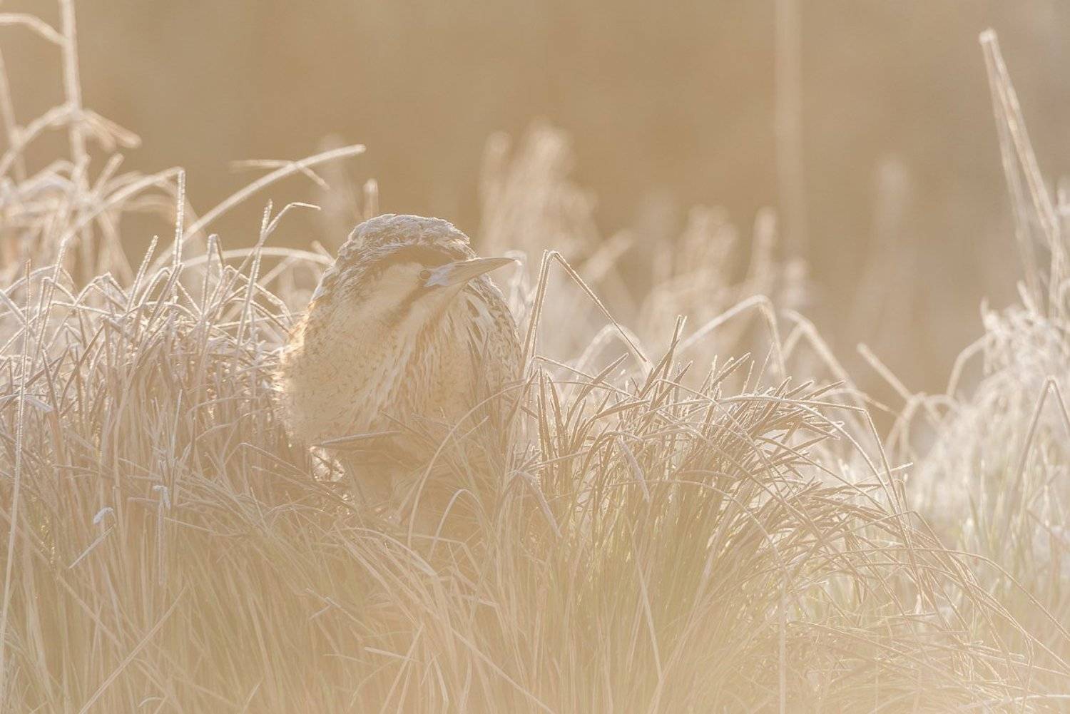 The Eurasian bittern or great bittern (Botaurus stellaris). Автор: Dominik Chrzanowski Eurasian bittern; great bittern; Botaurus stellaris; Birder's Corner; Birds, Dominik Chrzanowski