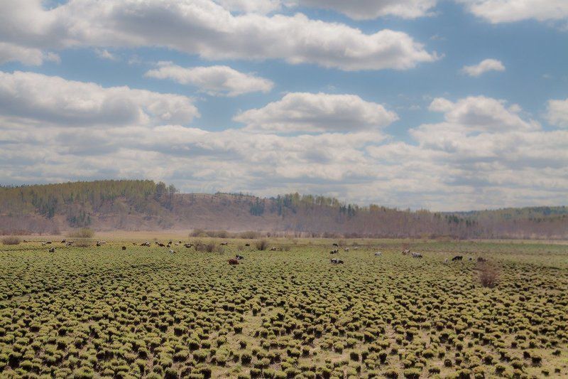 На болотеphoto preview