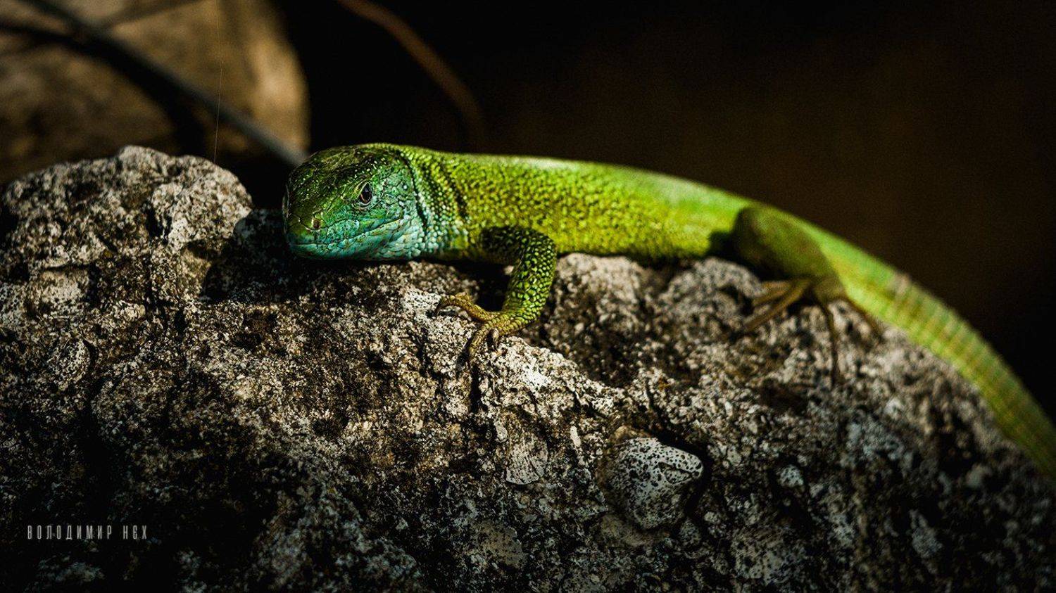 , Володимир Нєх / Vladimir Nekh