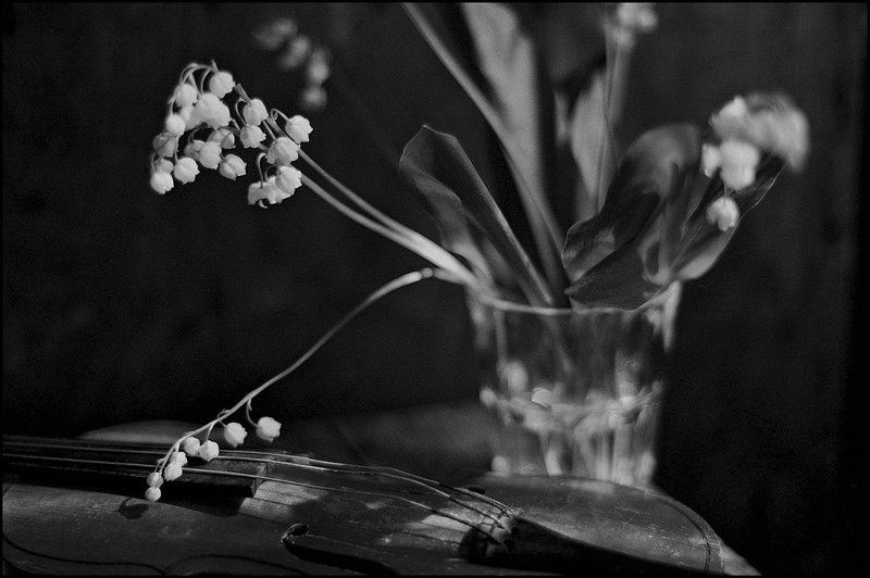 ЛАНДЫШИphoto preview