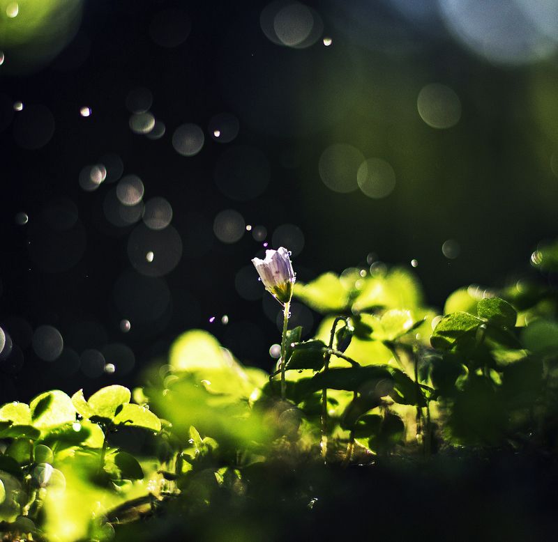nature, flower, evening, nikon Flower*photo preview