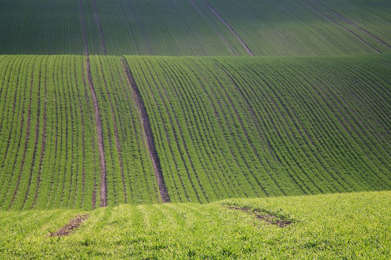 поле весна чехия волны моравииphoto preview