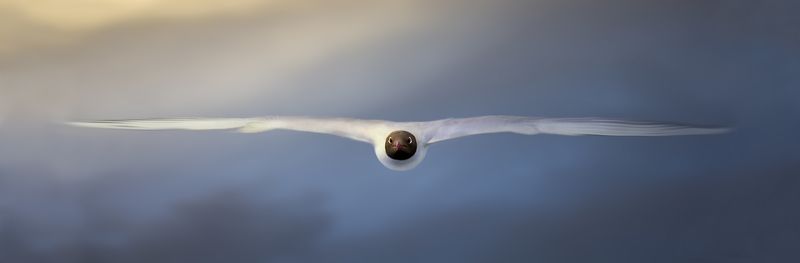 чайка, небо, полет, птица, закат, облака, скорость, Скорость.photo preview