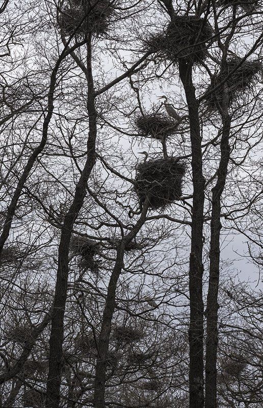 серая цапля, цапельник На цапельникеphoto preview