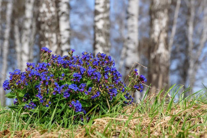 цветы, медуница, алтай, весна, flowers, altai, spring Медуницаphoto preview