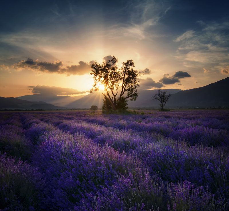 landscape, lavender, болгария, sunset, nature Lavenderphoto preview