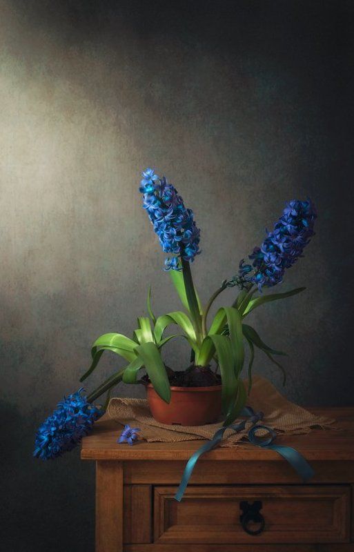 натюрморт, гиацинты, голубая  лента С гиацинтамиphoto preview
