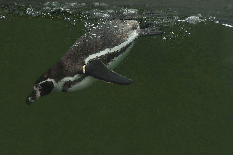 Manchot de Humboldtphoto preview