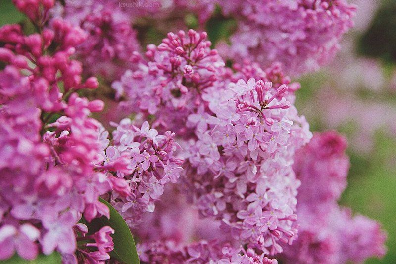 Lilac Gardenphoto preview