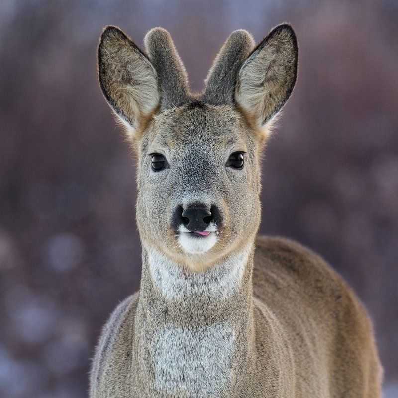 Tongue photo preview