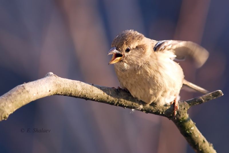 angry birds,birds,птица,птицы,фотоохота Angry Birdsphoto preview