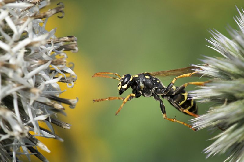 Перелазики...photo preview