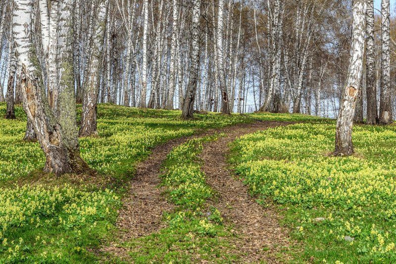 цветы, весна, алтай, flowers, spring, altai Весеннее ассортиphoto preview