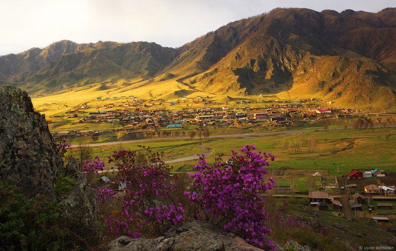 алтай, вечер, маральник, багульник Майский вечер в Онгудаеphoto preview