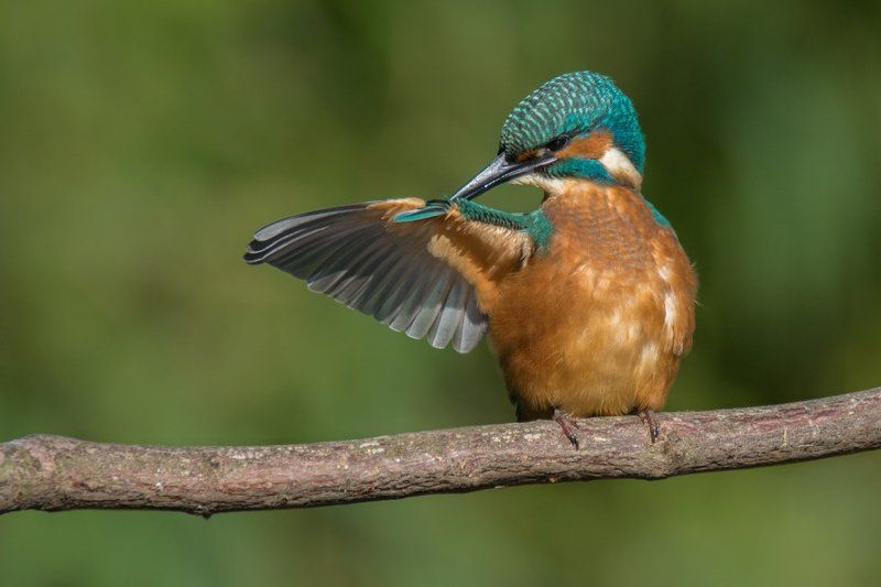 Kingfisher photo preview