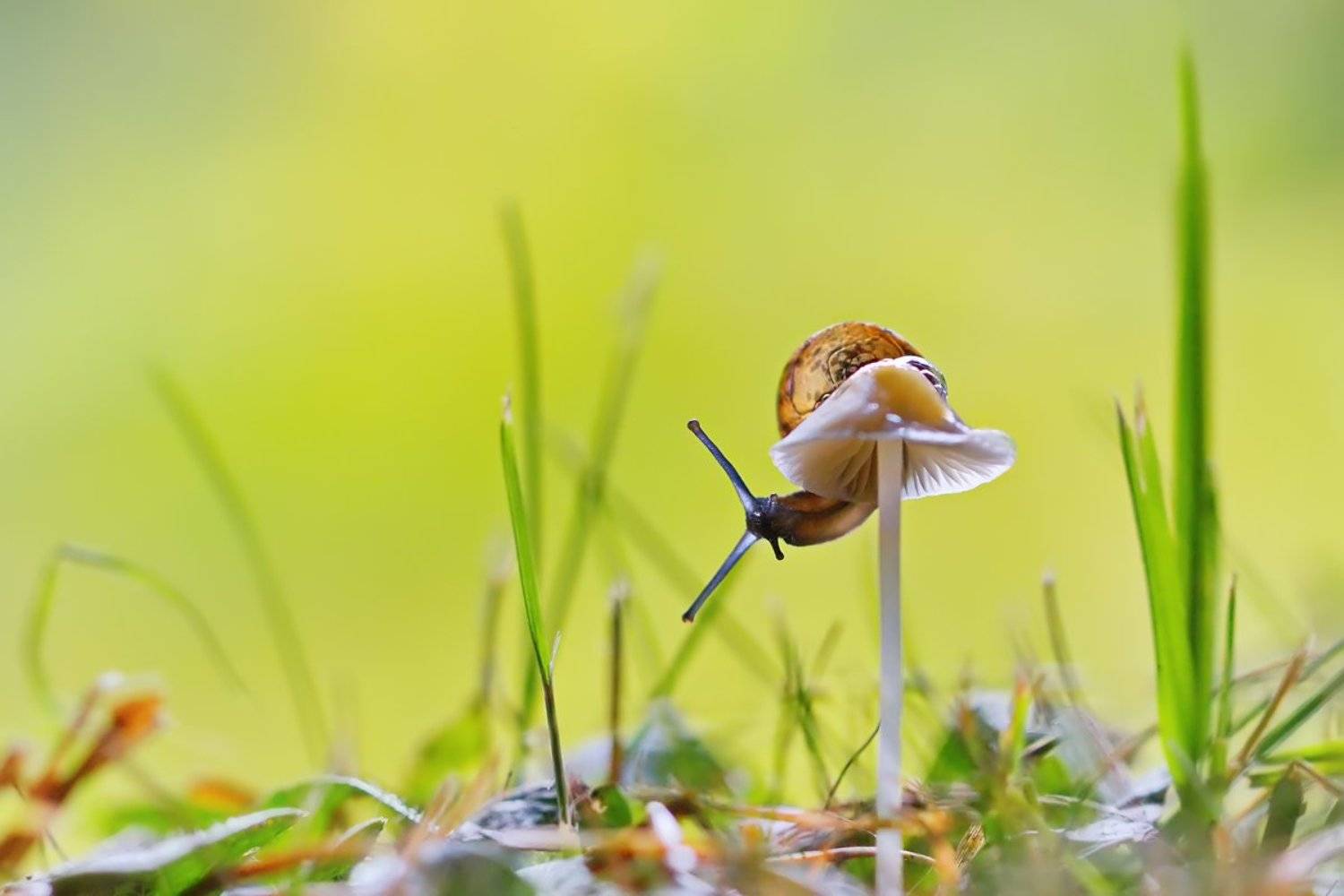 На тонкой ножке. Автор: Елена Соловьёва улитка, гриб, макро, природа, Елена Соловьёва