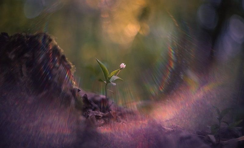 Феерия света фото превью