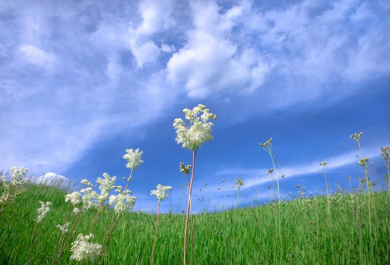 небо, голубой, облака, таволга, зелёный, поле, луг, растение, лето, тпело, изгиб В ожидании летаphoto preview