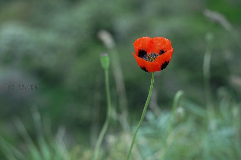 мак, красный цветок, маки Просто мак . . .photo preview