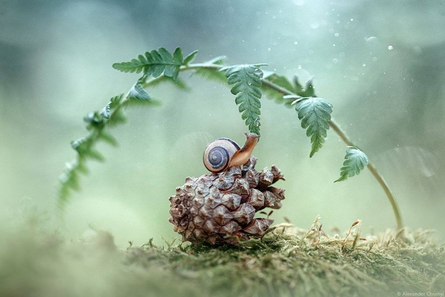 oleksandr chornyi, украина, коростышев, улитка, лето, лес, красота, макро, макро мир, природа, макро-красота,  макросьемка, чорный,, Александр Чорный